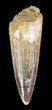 Spinosaurus Tooth - Real Dinosaur Tooth #51362-1